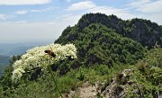 50 Ombrellifera con ape e vista in Filaressa